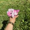 Axolotl